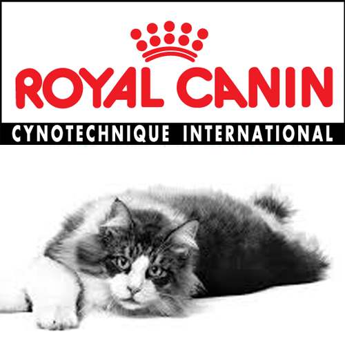 خرید و قیمت انواع غذای خشک گربه از محصولات رویال کنین